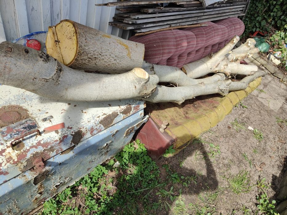 Sprzedam Drzewo orzech