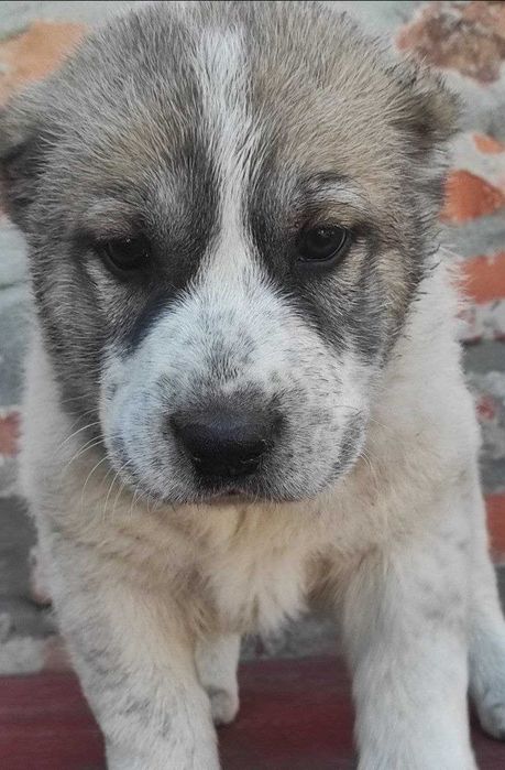 Продам цуценят алабая!