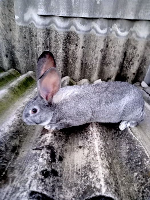 Самці і кітні самки Шиншила