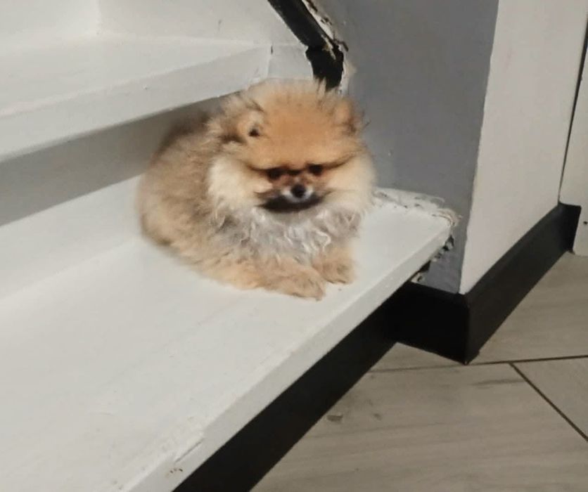 Szpic miniaturowy pomeranian suczka