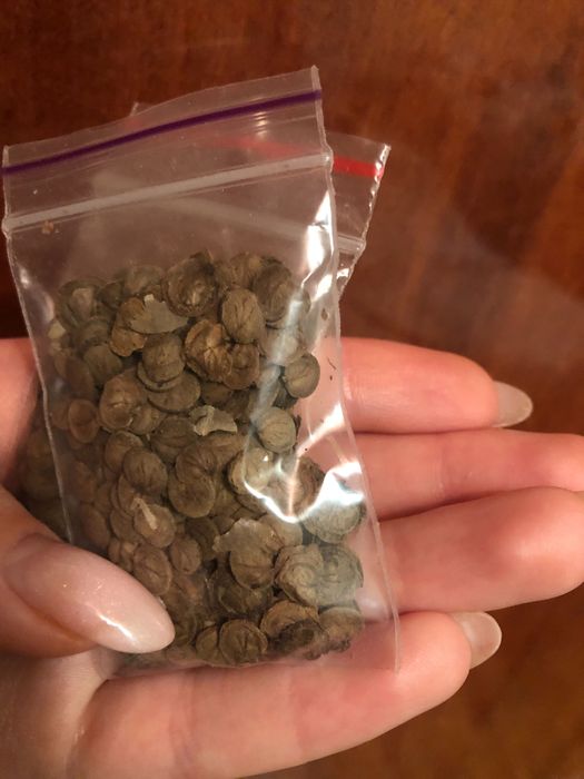 Семена растения лунник лунария монетное дерево 9г