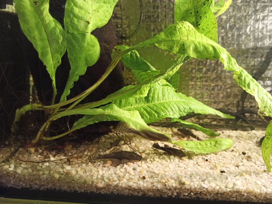 Zbrojniki niebieski glonojad zwykly