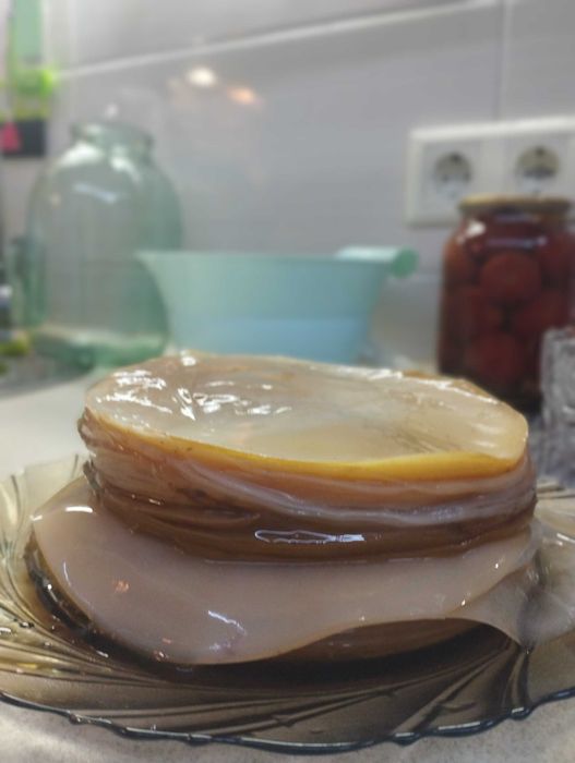 Чайний гриб , kombucha