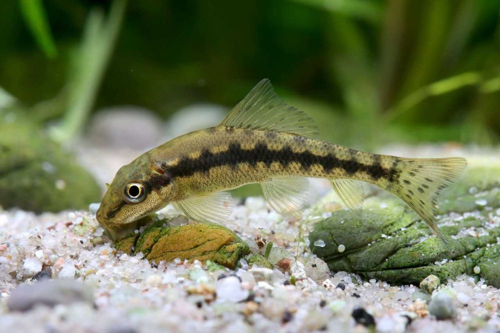 Glonojad Syjamski Chiński (Gyrinocheilus aymonieri) WYSYŁKA AKWAWIN