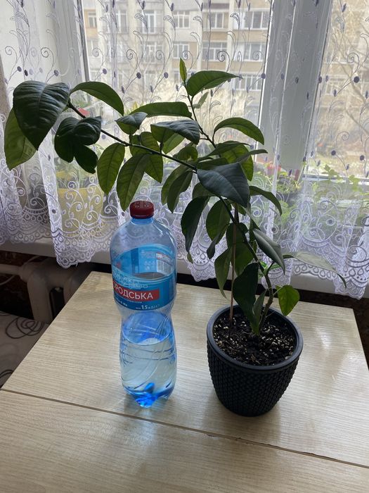 Кімнатний лимон, укорінений від материнського лимона