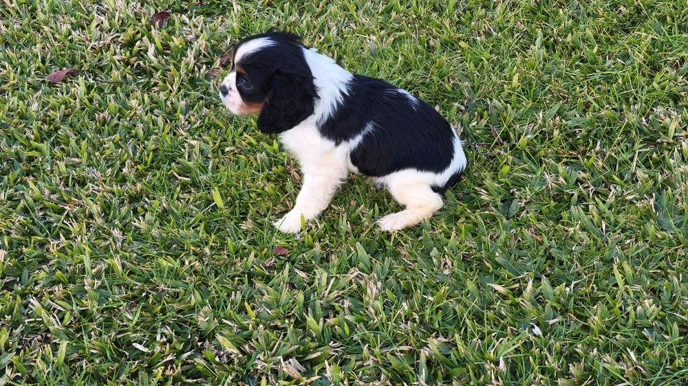King Charles cavalier macho tricolor