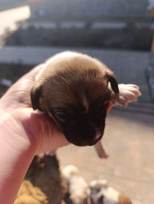 Продам песиків Джек-Рассел-Тер'єр 3 дівчинки і 2 хлопчика