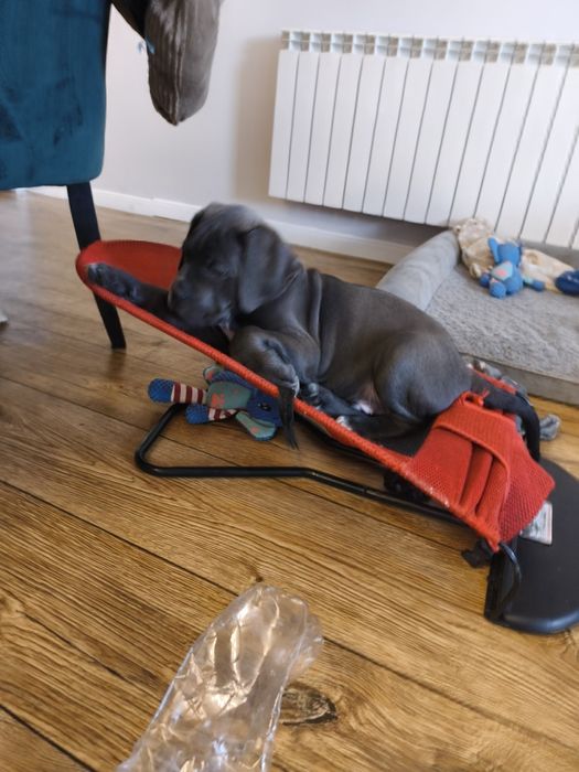 Cane Corso Zapowiedź miotu