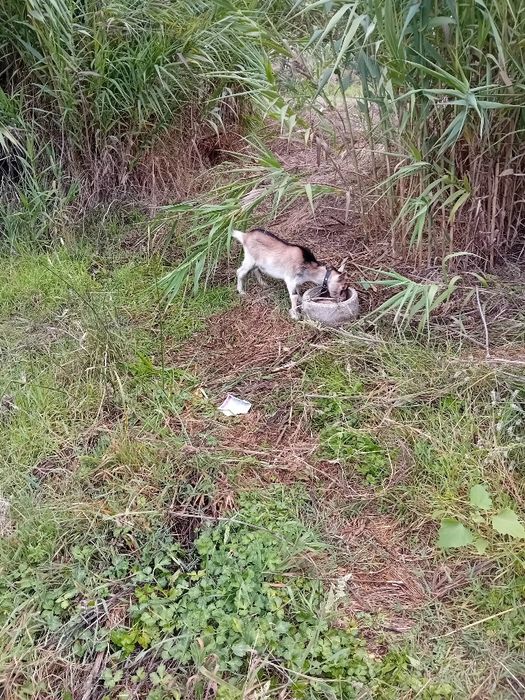 Vendo cabrito macho