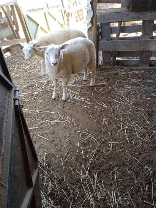 Vendo uma borrega texel e dois machos texel
