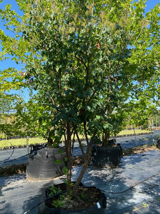 Lilak pekiński China Snow