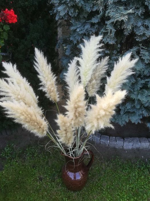 Trawa Pampasowa kłosy