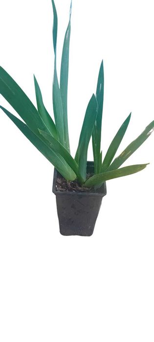 Iris amarela em vaso