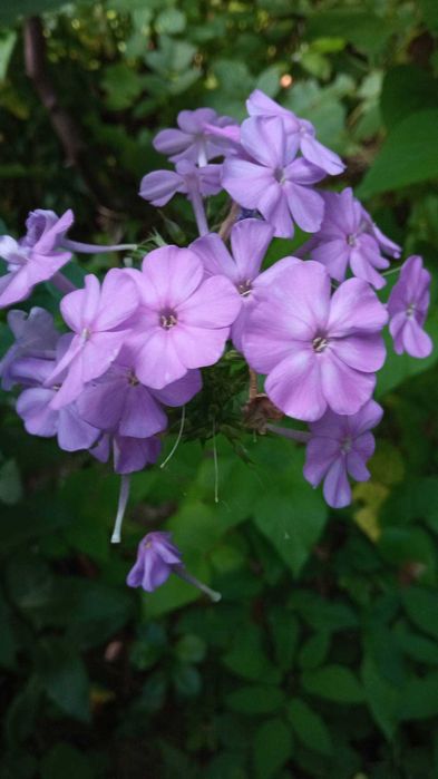 Жоржини, корені, георгіни