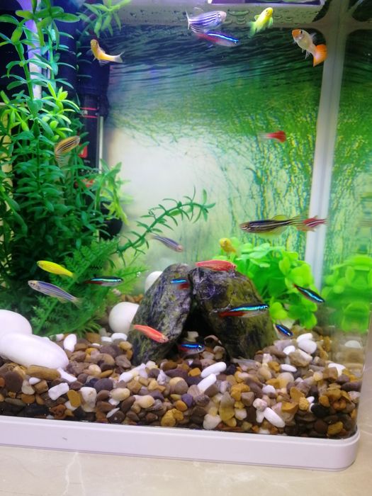 Акваріумний набір з рибками 10л | Доставка Київ