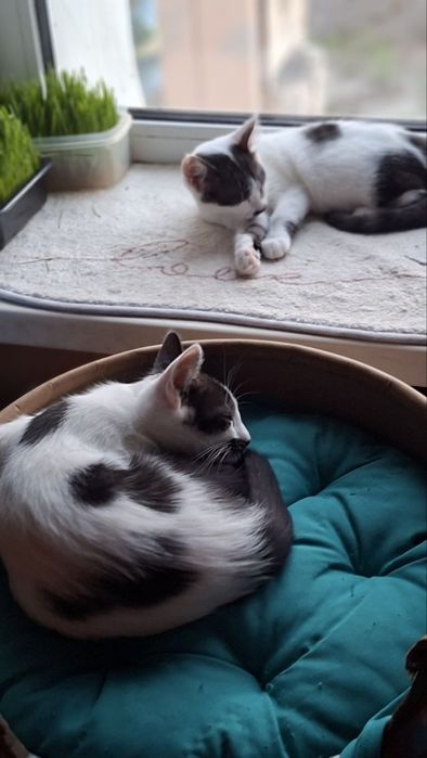 Котики, хлопчики, 3 місяці шукають дім