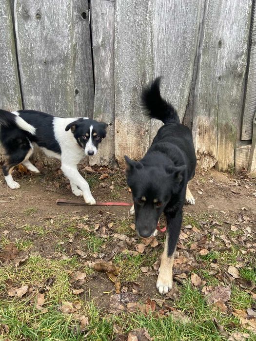 Lusia- piękna sunia szuka domu.