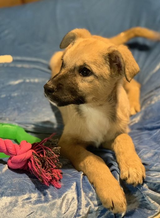 Цуценя дівчинка терміново шукає дім собака пес