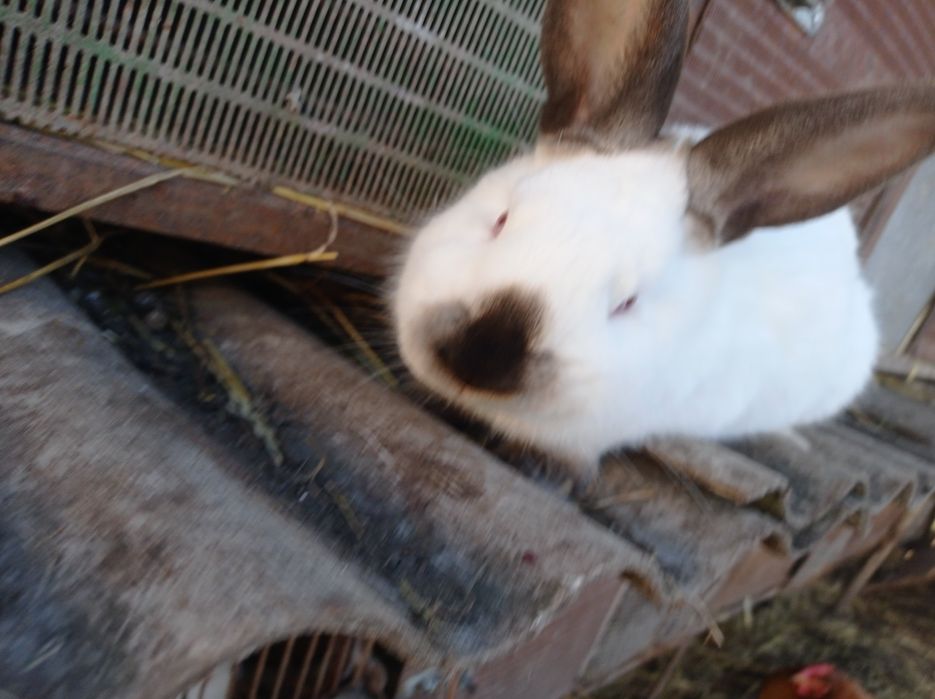 Кролики породи каліфорнія