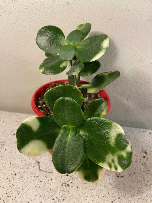 Crassula multicava