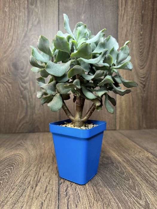 Грошове денево, сортове, колекційне, Crassula, Бонсай