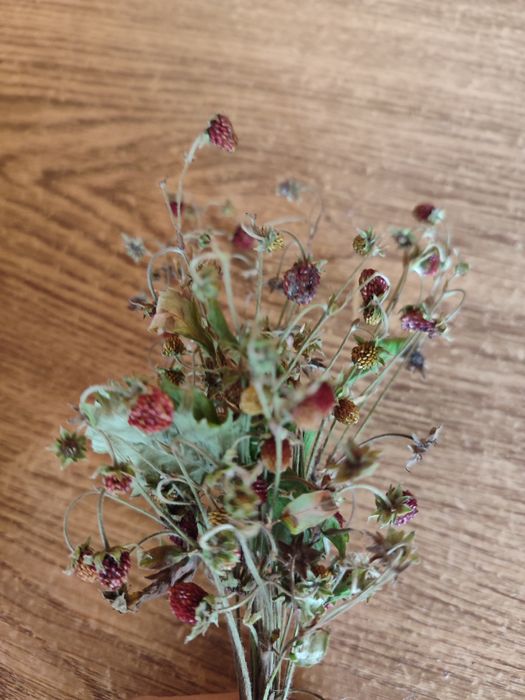 Трави на чай: суниця, липа, м'ята