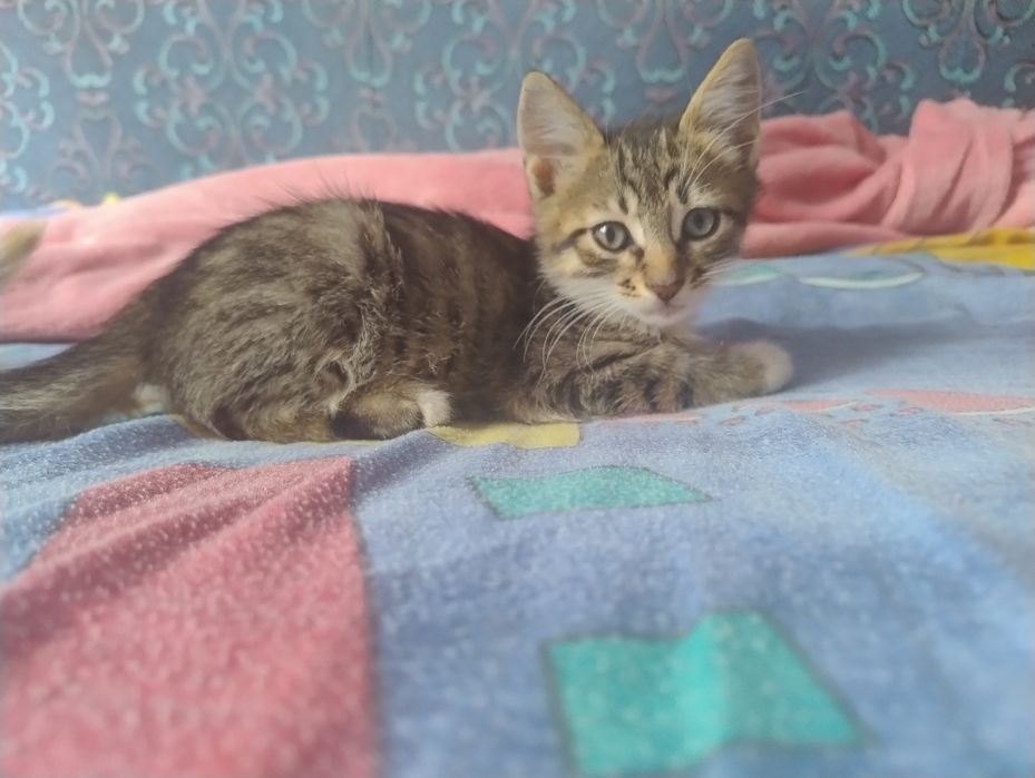 Отдам котят в семью