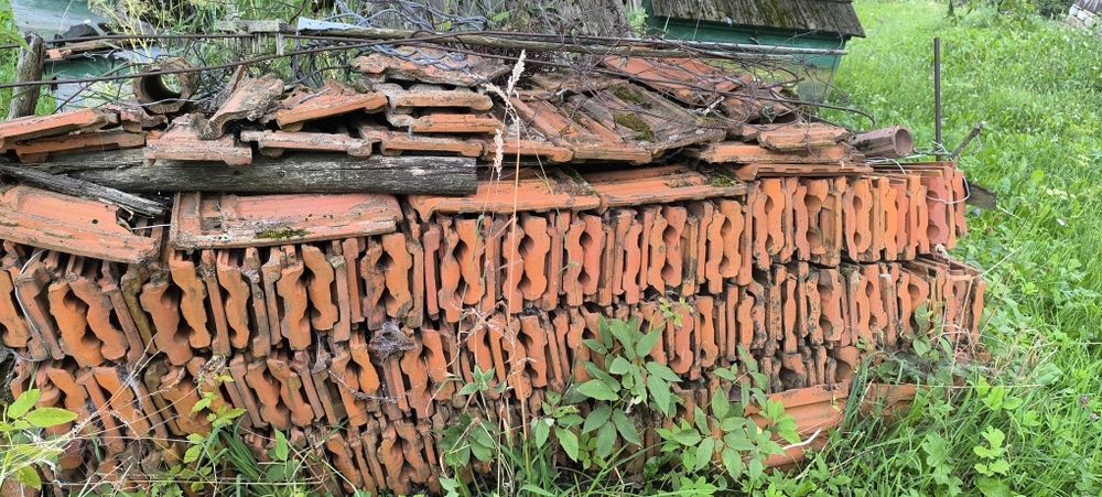 Череп польський, новий