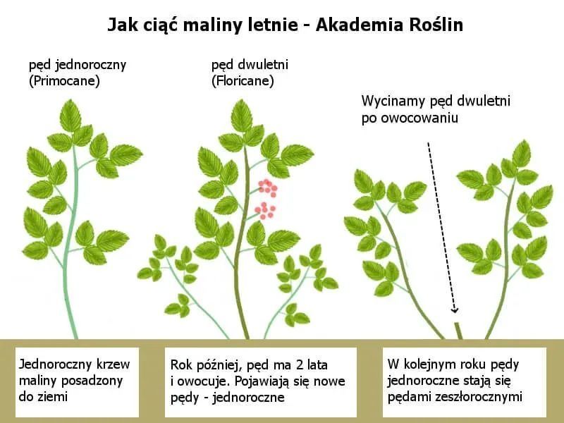 30 sadzonek maliny letniej, 2zł/szt