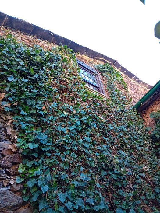 Serviços de jardinagem e limpezas.