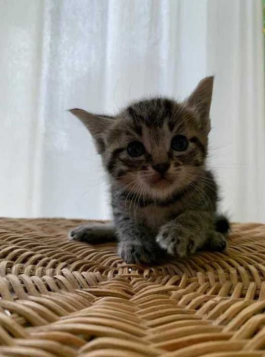 gatinho adoção responsável gato cinza