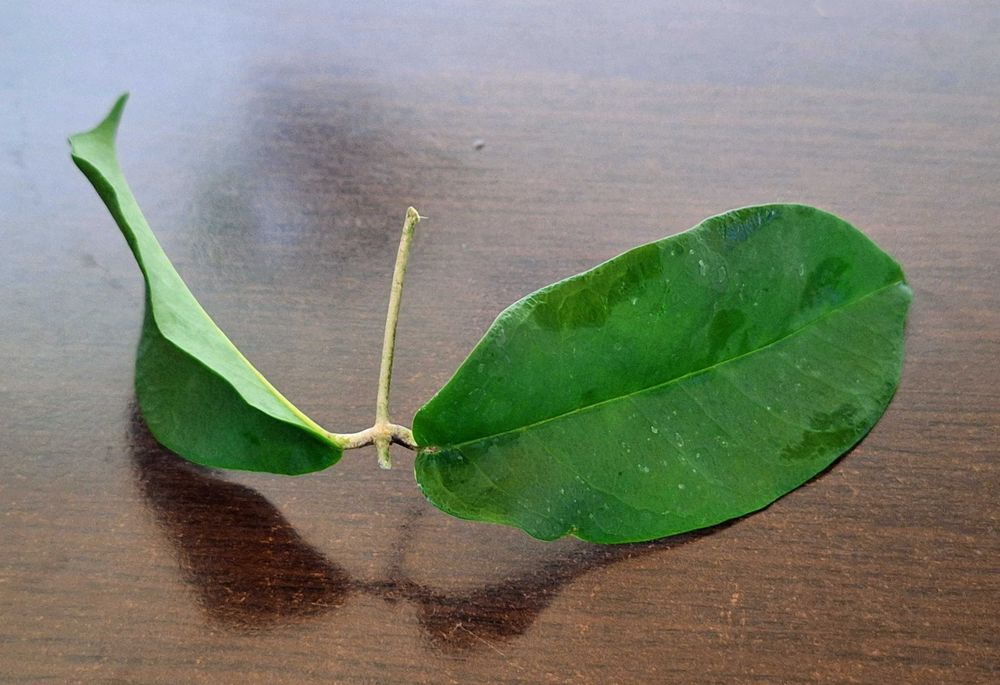 Hoya (hoja) apoda.
