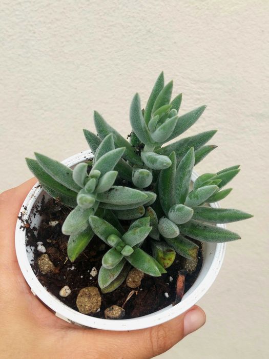 Suculentas variadas