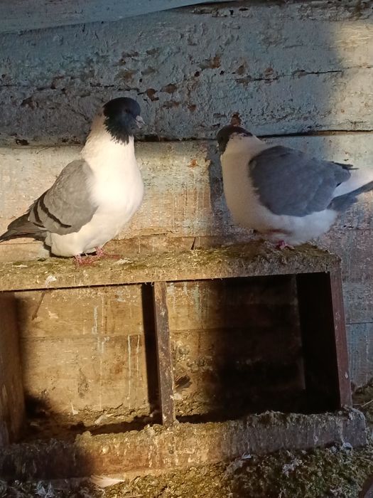 Gołąb, King, Strasser