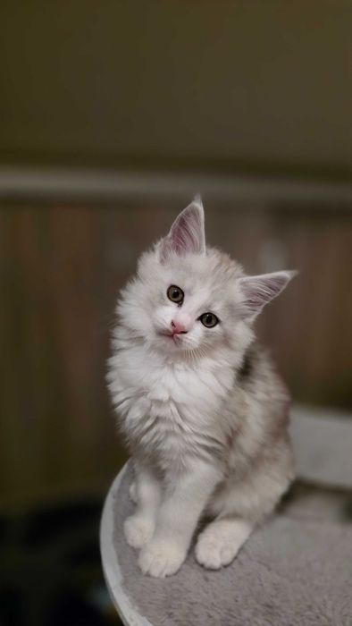 Piękne sreberko  z rodowodem FPL