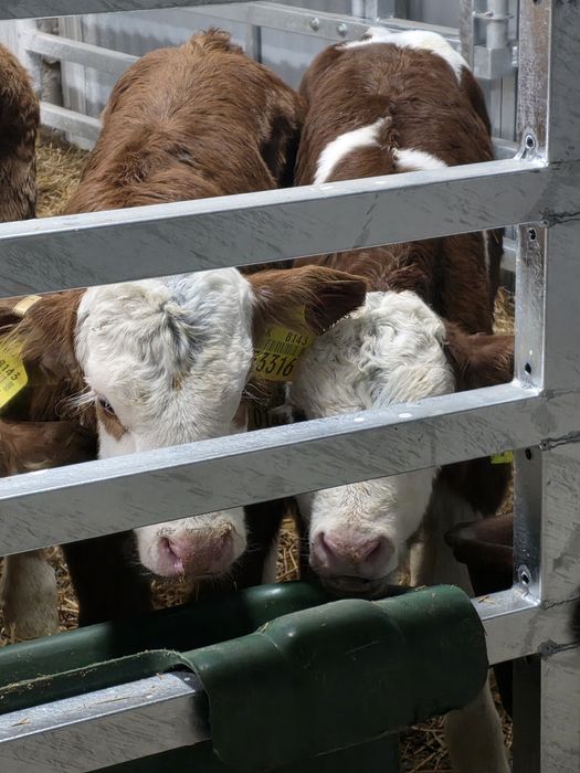 Byczki simentale 10 sztuk