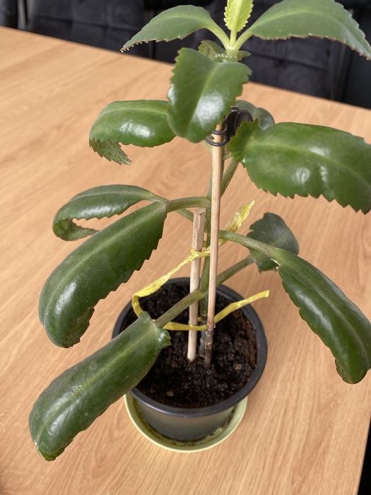 Kwiat Zyworodka doniczka