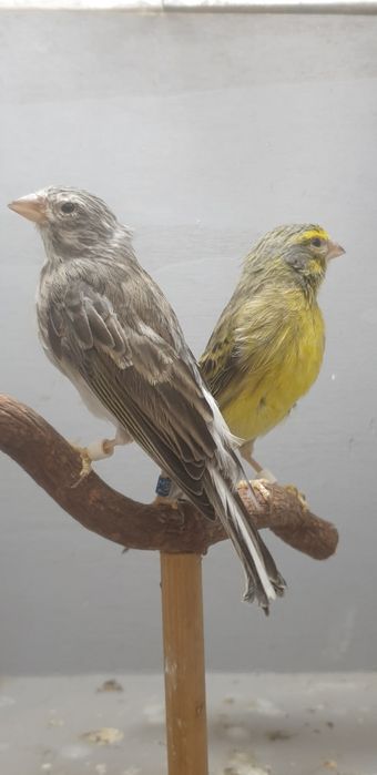 Samice bastardów z różnych połączenia