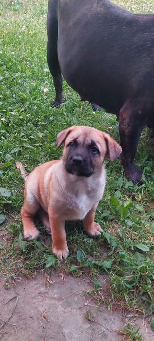 Продам цуценят кордорів