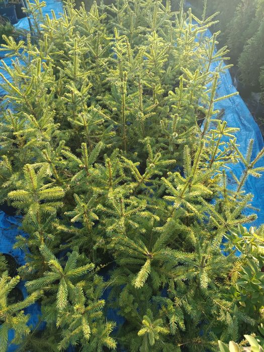 Świerk pospolity w donicy