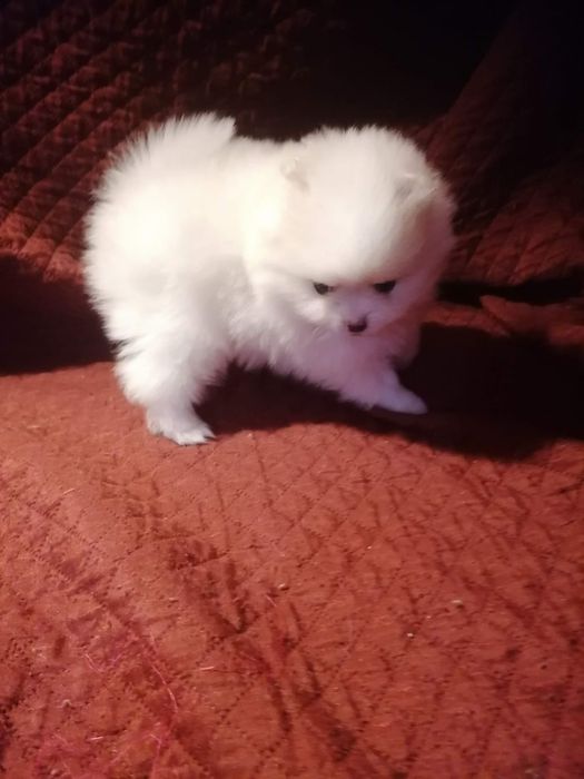 Spitz anão lulu da pomerania  macho