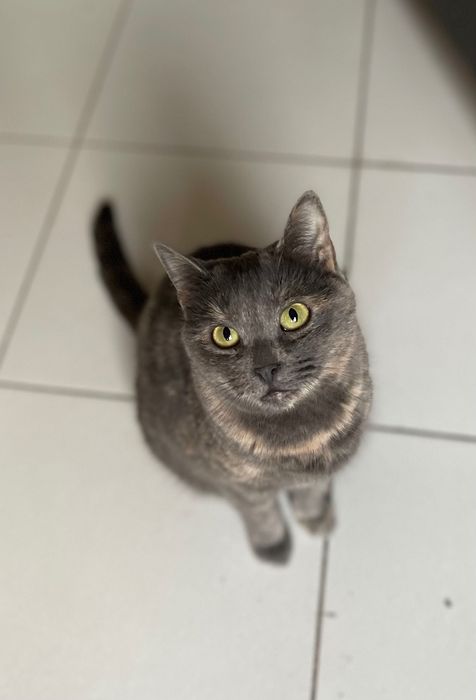 Котята котики отдам красивую кошку