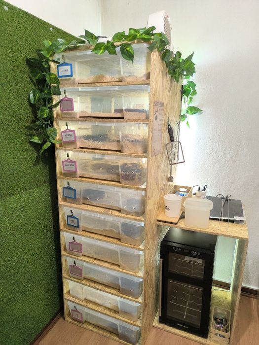 Rack para repteis