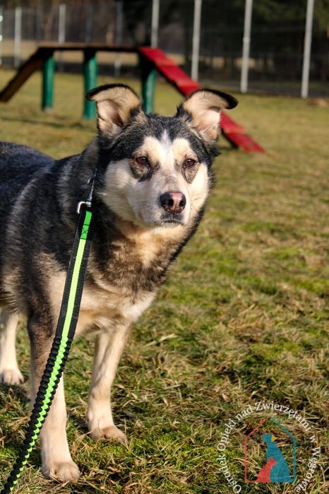 Furcia 165/23 - SZUKA DOMU!