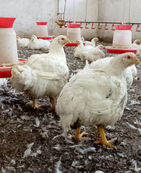 Бройлер живою вагою.