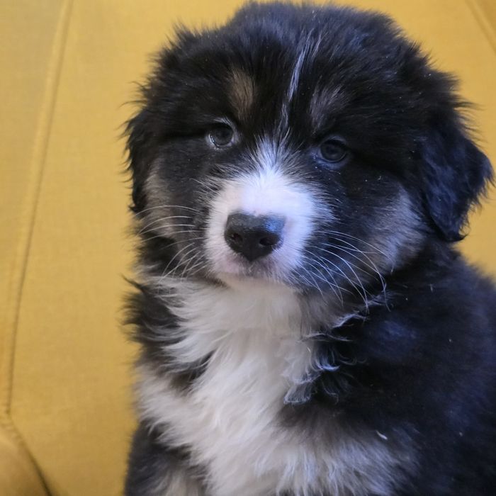 Owczarek australijski FCI suczka Morfina