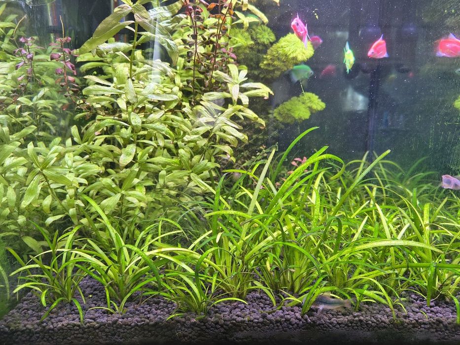 Rośliny akwariowe 10 sadzonek Sagittaria Subulata