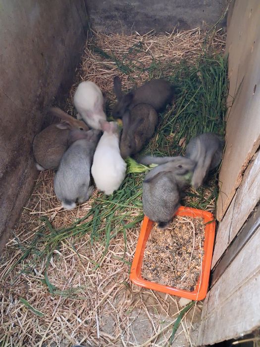 Vendo galos e coelhos