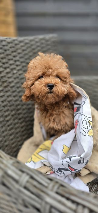 Cavapoo / dziewczynka