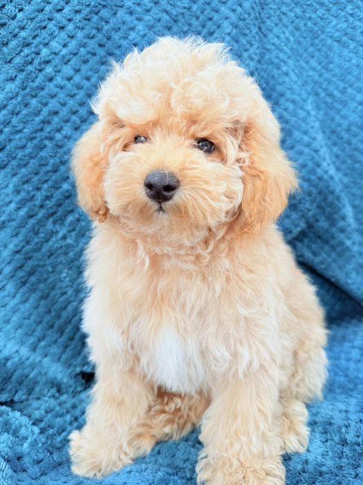 MALTIPOO F1B  piesek